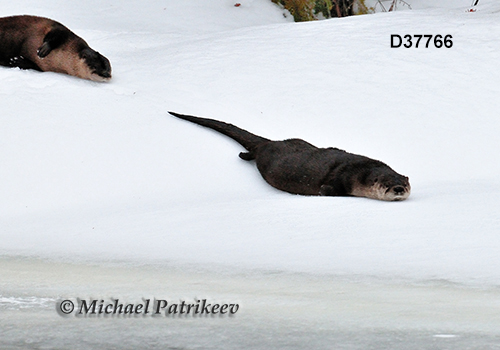 North American River Otter (Lontra canadensis)